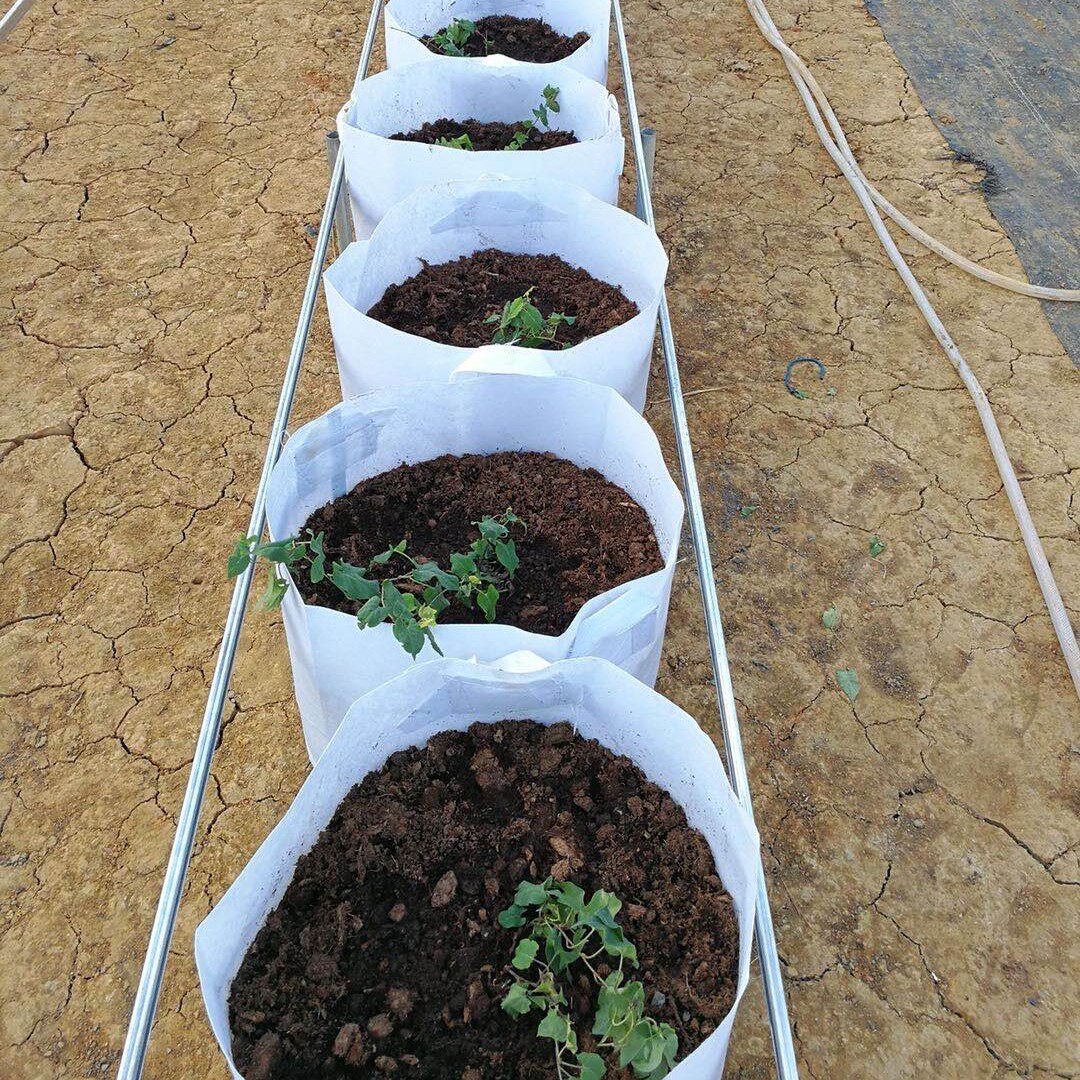 植树节种植袋无纺布加厚美植育苗营养钵控根器育苗袋大号手提白色