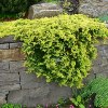 Tile juniper, golden carpet, perennial potted courtyard garden, evergreen plants in all seasons
