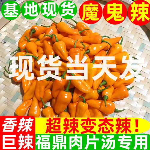 魔鬼辣椒超辣永安黄椒灯笼椒小米泡椒朝天椒正宗变态特辣新鲜农家 - 图0