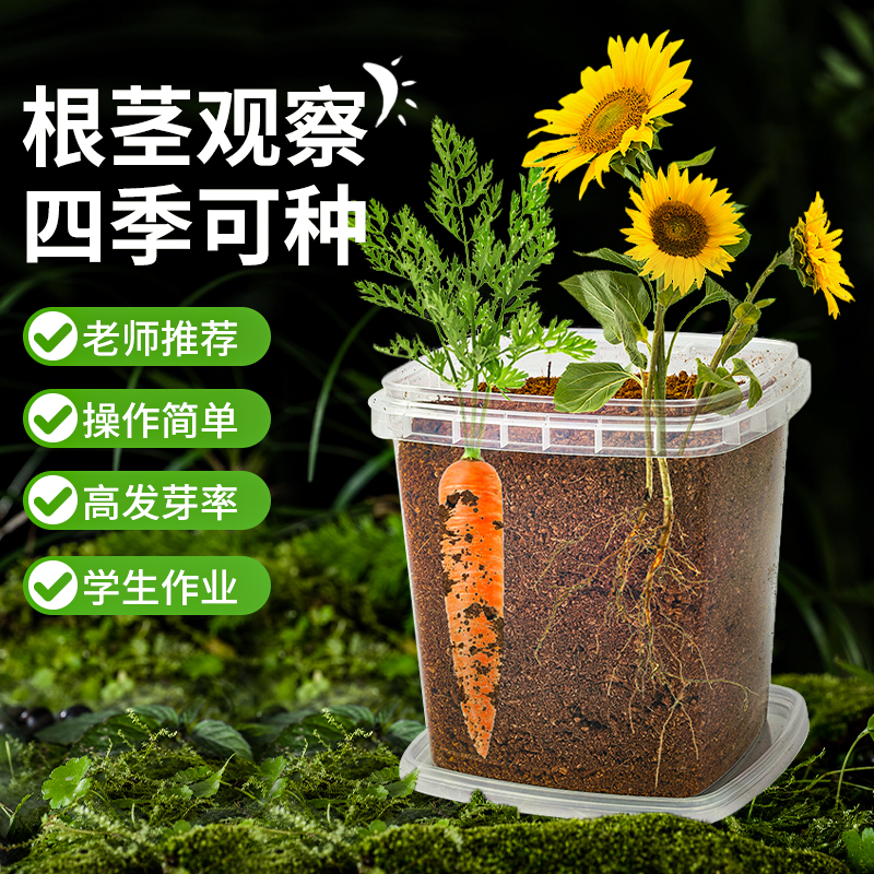 儿童植物观察窗种子盒发芽生长种植桌面迷你小盆栽小学生植物种子 - 图0