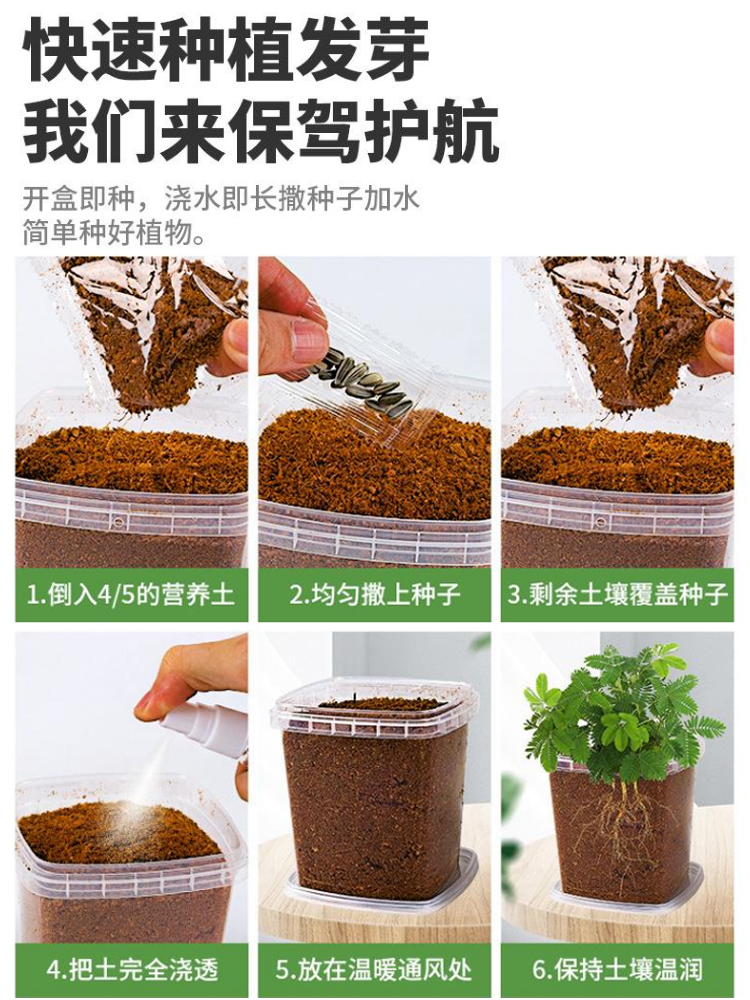 儿童植物观察窗种子盒发芽生长种植桌面迷你小盆栽小学生植物种子 - 图1