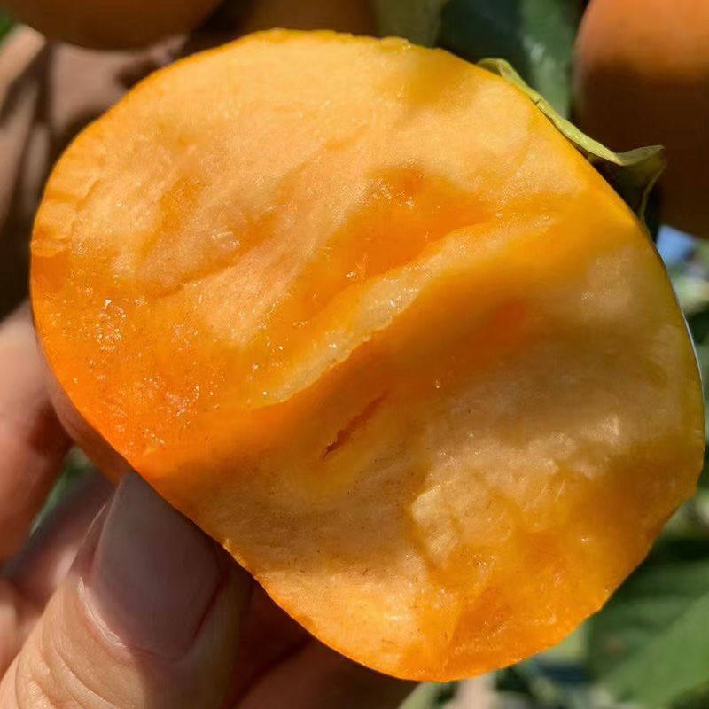 广西巧克力脆柿子新鲜水果脆皮柿子甜柿子冰糖心当季水果整箱包邮,淘宝优惠券,粉丝福利购,淘宝优惠卷