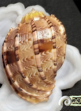 6.17厘米梶山杨桃螺/黄色顶/大尺寸
