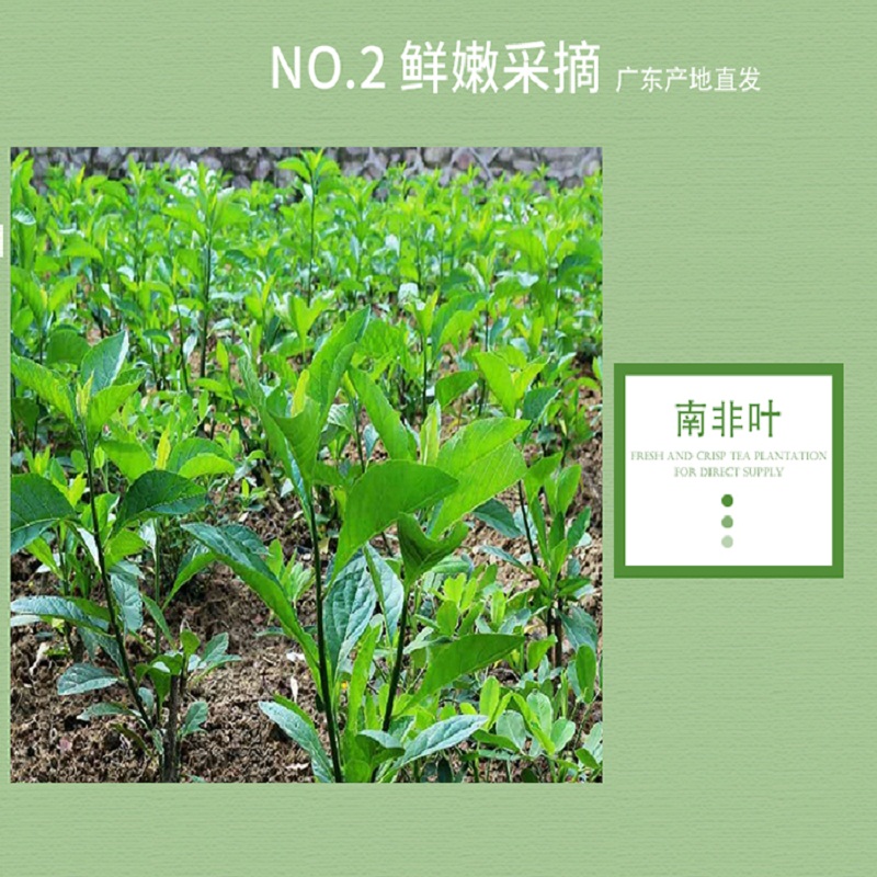 南非叶枝条树苗南非叶干叶马来西亚叶将军叶药王叶新鲜叶茶茂名市-图0