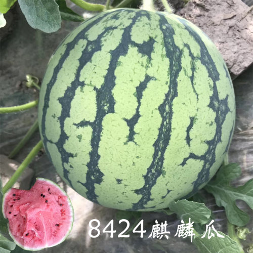 西瓜种籽高产甜早熟麒麟瓜南方无籽蔬菜种孑美都黄壤8424西瓜种子 - 图0