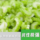 Семена семян семян Wensura