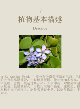 多特瑞 愈创木单方精油15ml官网doterra正品按摩滋养皮肤涂抹保湿