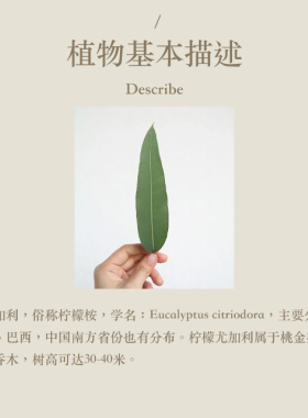 多特瑞 柠檬尤加利单方精油15ml官网doterra正品滋养皮肤涂抹保湿
