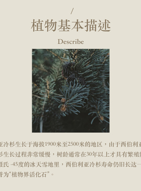 多特瑞 西伯利亚冷杉单方精油15ml官网doterra正品滋养香薰护理