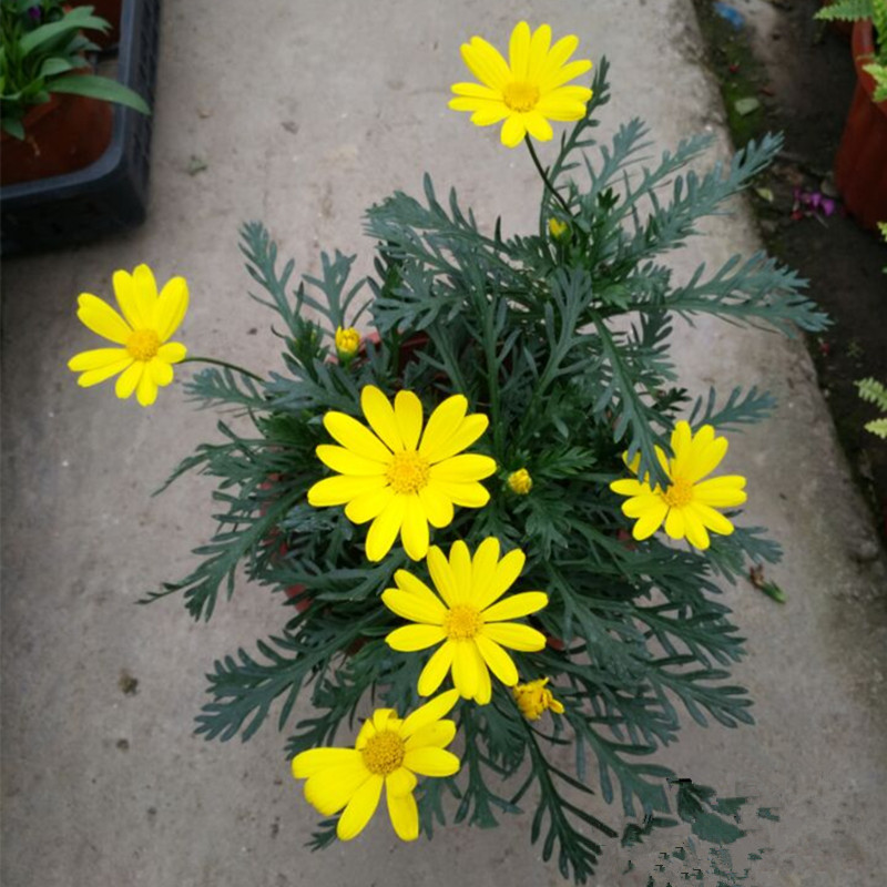 黄金菊盆栽花苗阳台观花绿化植物多年生四季开花带花耐寒多年生-图3