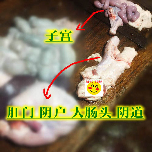 【医学实验标本 猪卵巢猪阴户 猪欢喜 】 母猪外阴生殖器 猪阴道 - 图0