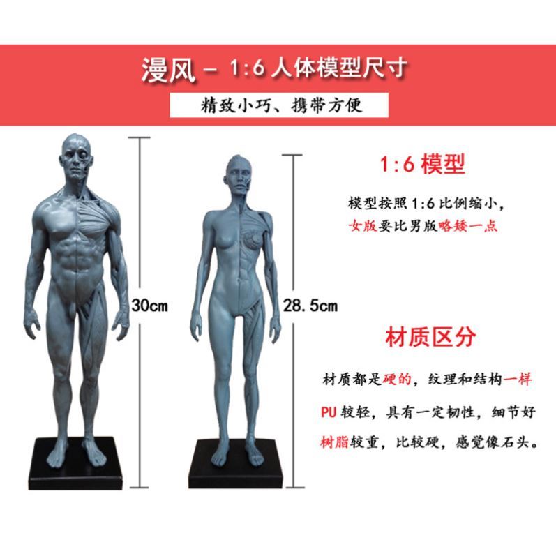 医学绘画参考头骨医用胸像艺用人体肌肉骨骼解剖结构模型美术全身 - 图0