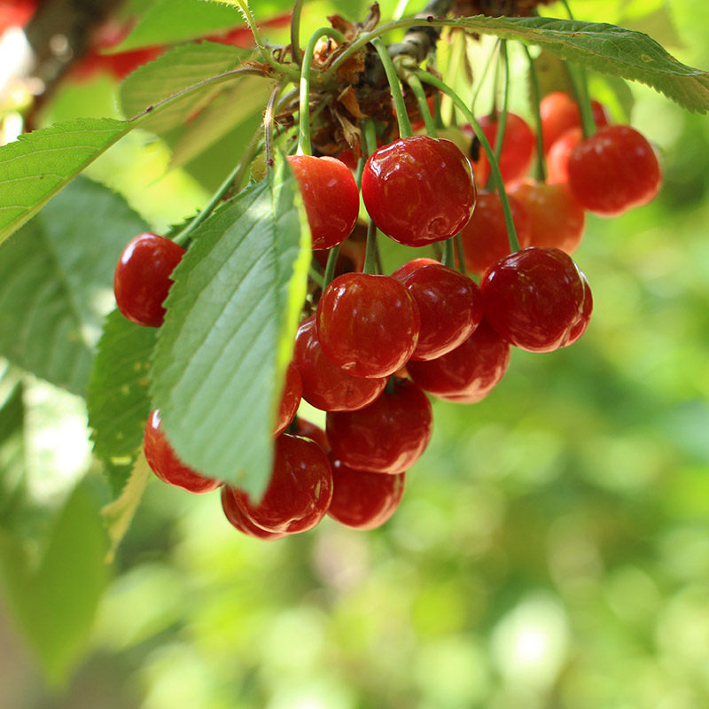 正宗大樱桃树苗车厘子红妃樱桃树苖南方种植嫁接苗水果树果苗大全,淘宝优惠券,粉丝福利购,淘宝优惠卷