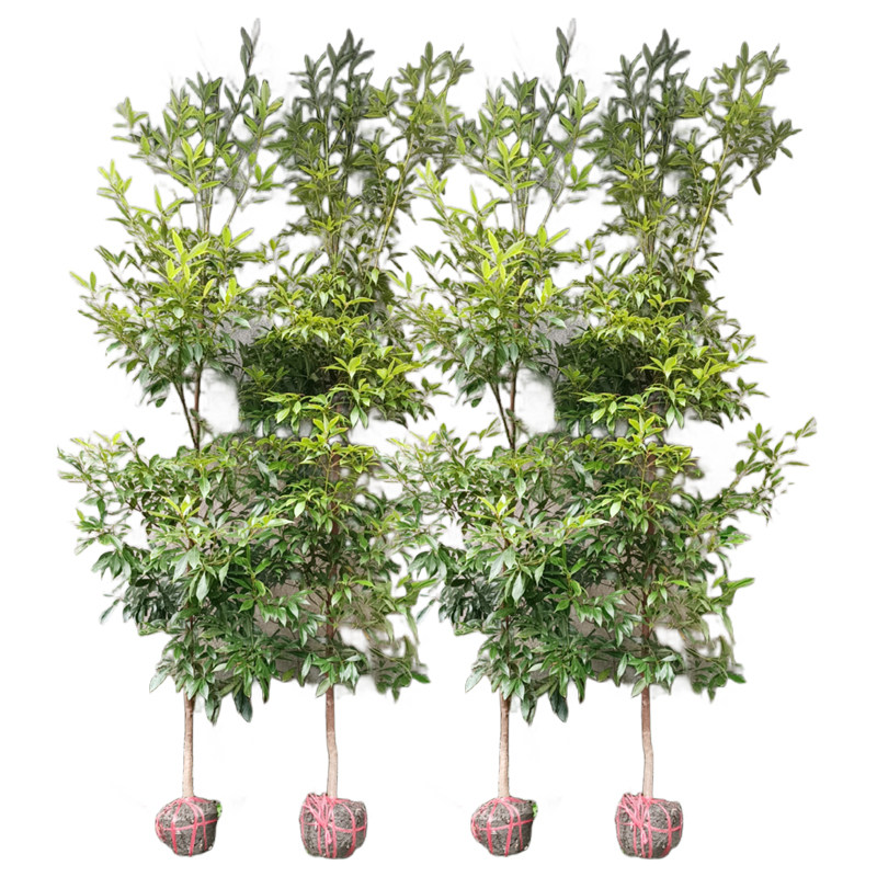 正宗名贵四川金丝楠木树苗小叶南木兰木南方种植大树盆栽庭院常青,淘宝优惠券,粉丝福利购,淘宝优惠卷