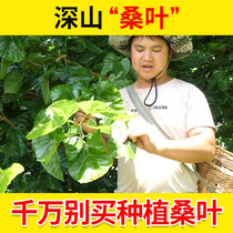 Creamy mulberry leaf tea mulberry leaf tea Chinese herbal medicine dried mulberry leaf cream beating mulberry leaf tea dry goods 500g farmwork hand dried tea