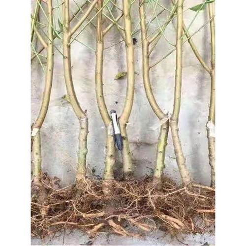 中华寿桃嫁接桃树苗特大超甜巨蜜冬桃血桃黄桃水蜜桃树苗耐寒 - 图0