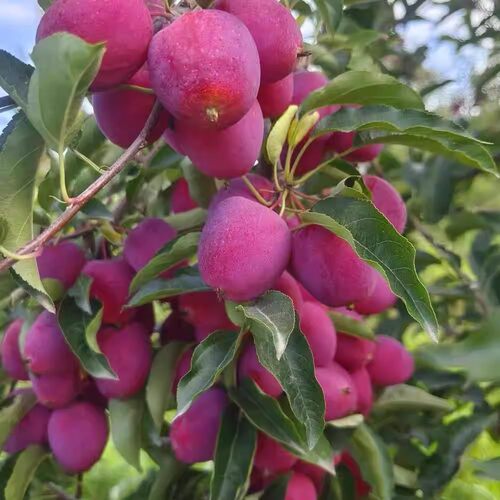 香妃海棠树苗小苹果南北方耐寒冰糖心鸡心果盆栽嫁接果树当年结果 - 图2