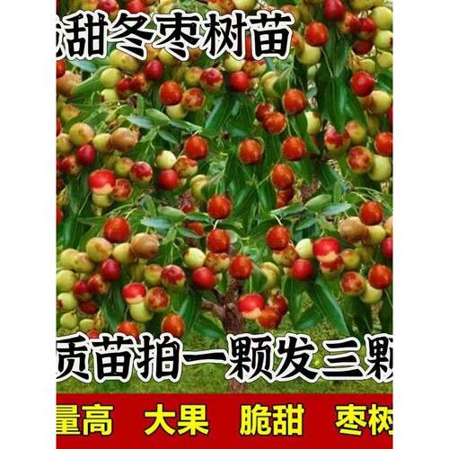 枣树苗三代沾化冬枣大果冰糖苗南北方种植盆栽地栽抗寒果树苗 - 图1