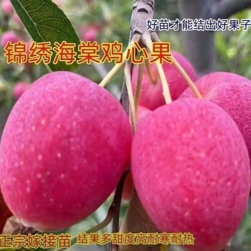 香妃海棠树苗小苹果南北方耐寒冰糖心鸡心果盆栽嫁接果树当年结果 - 图0