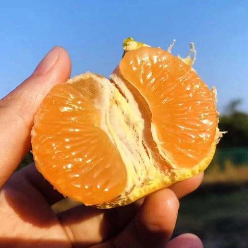 临海涌泉蜜桔早熟优质桔子无核橘子当季水果整箱送人推荐多汁饱满 - 图0