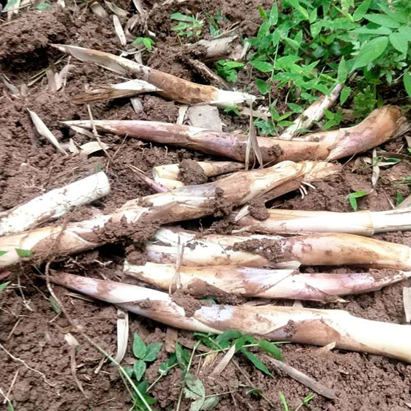 新鲜野生蔬菜5斤现挖马鞭笋夏季小竹笋边笋毛笋春笋夏笋甜笋浙江-图2