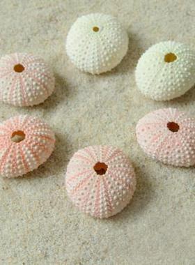 天然贝壳海螺系列海胆壳标本工艺品家居收藏摆件装饰空气凤梨