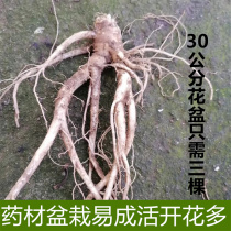 Medicinal Balloon Flower Seedling Wild Balloon Flower Sprout Dog Bao Miao Chinese Herbal Medicine Cultivation Miao Qinling Bitter Balloon Flower Medication Bubble Water Moisturizing Mulberry