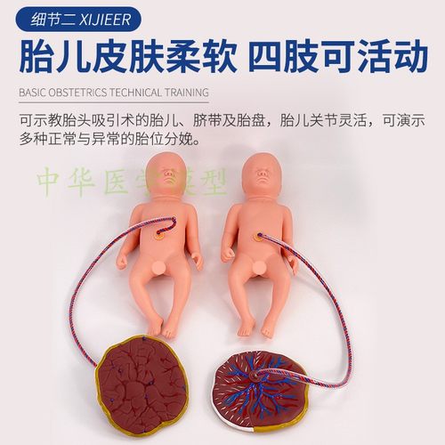 高级分娩综合技能训练模型 分娩助产示教模型 分娩机制示教模型 - 图1