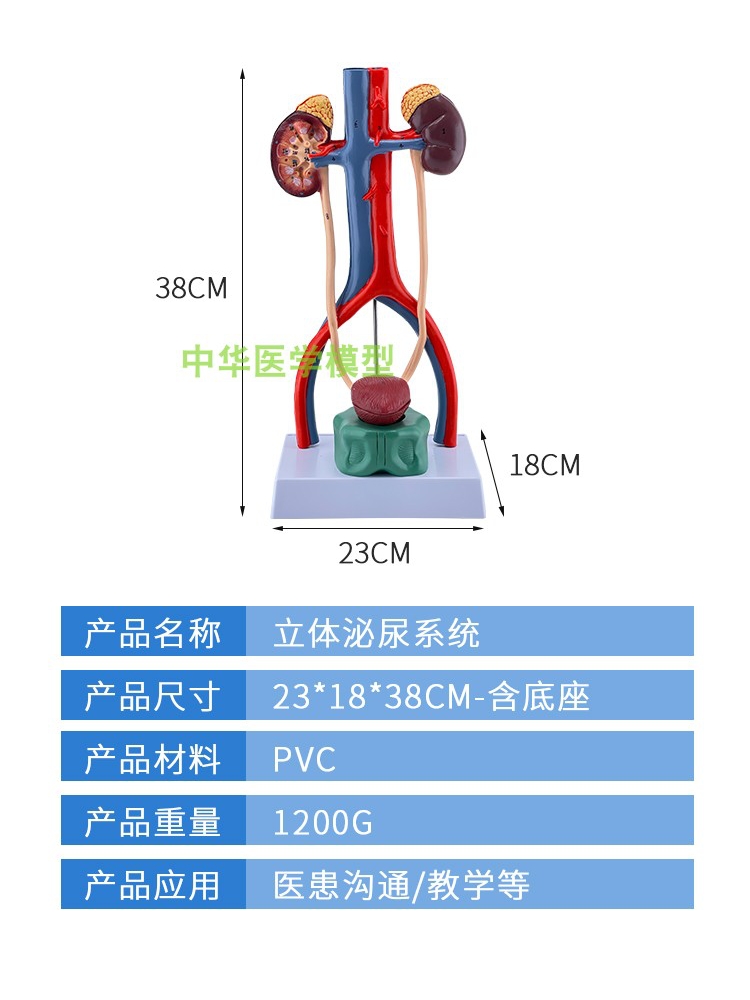 人体泌尿系统模型输尿管膀胱尿道肾解剖医学生殖系统模型立体-图3