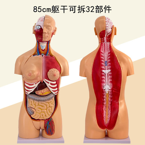 人体躯干 85CM两性躯干模型32件背部解剖人体躯干模型内脏解剖 - 图2