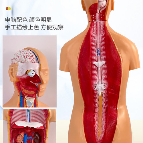 人体躯干 85CM两性躯干模型32件背部解剖人体躯干模型内脏解剖 - 图1