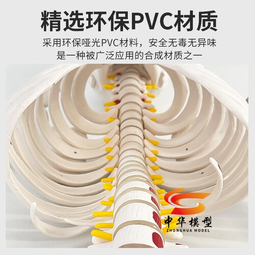 85CM人体骨骼模型 170CM骨架人体模型成人小骷髅教学模型脊椎全身 - 图2