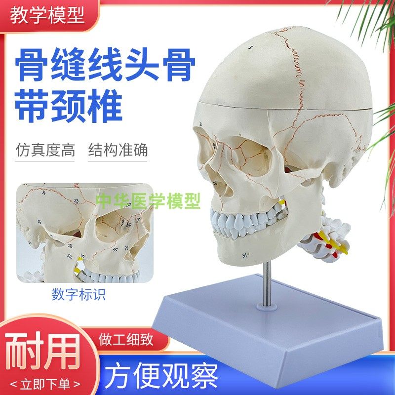 ノコギリザメ 頭部骨格標本