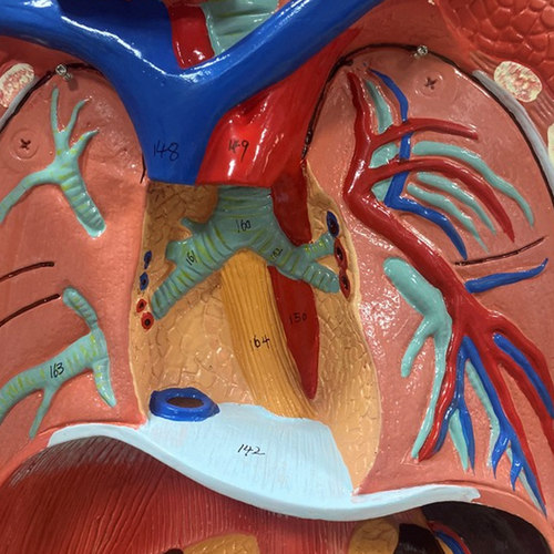 170厘米成人全身层次肌肉附内脏模型 人体肌肉解剖170cm一比一 - 图0