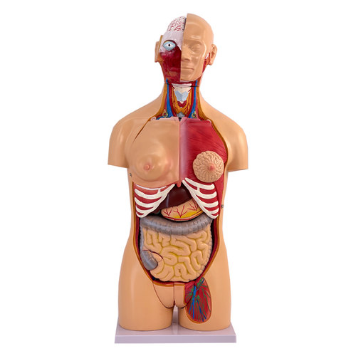 人体躯干 85CM两性躯干模型32件背部解剖人体躯干模型内脏解剖 - 图3