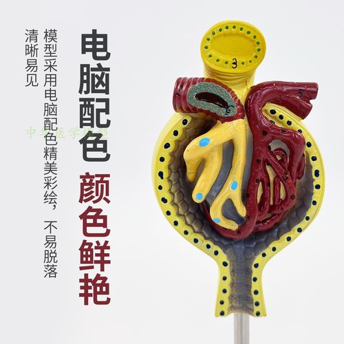 肾小球肾脏解剖模型放大700倍人体解剖模型医学仿真医学教学 - 图0