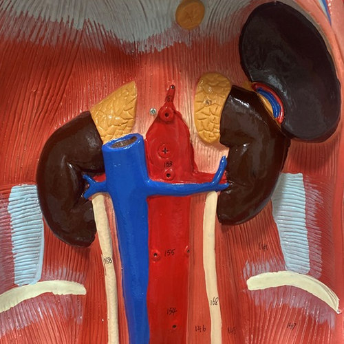 170厘米成人全身层次肌肉附内脏模型 人体肌肉解剖170cm一比一 - 图1