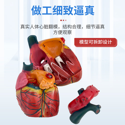 1:1人体心脏模型B超彩超声医学心内科心脏解剖教学模型自然大心脏 - 图1