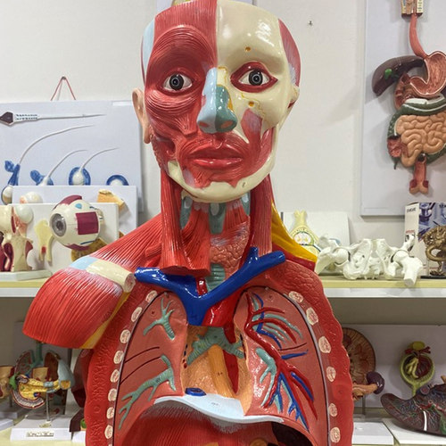 170厘米成人全身层次肌肉附内脏模型 人体肌肉解剖170cm一比一 - 图2