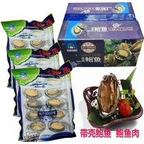 Seafood World Fresh Jelly With Shell Abalone Hotel Ballfish Hotel Banquet Red Burning Pepper Salt Abalone Meat Bunch Hot Pot Barbecue Commercial Ingredients
