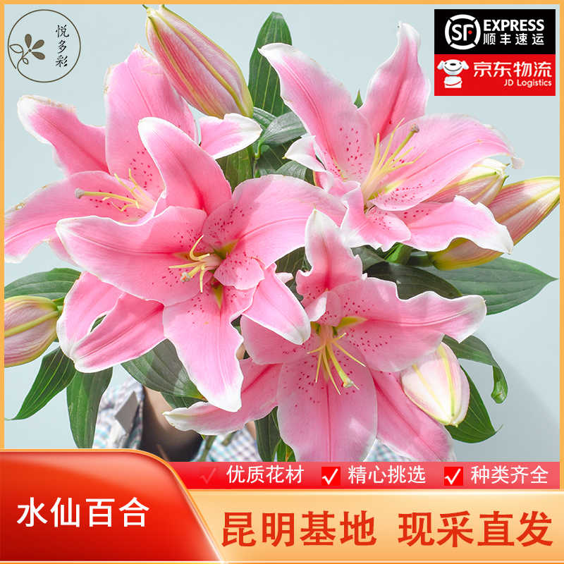 白百合花盆栽 新人首单立减十元 22年8月 淘宝海外