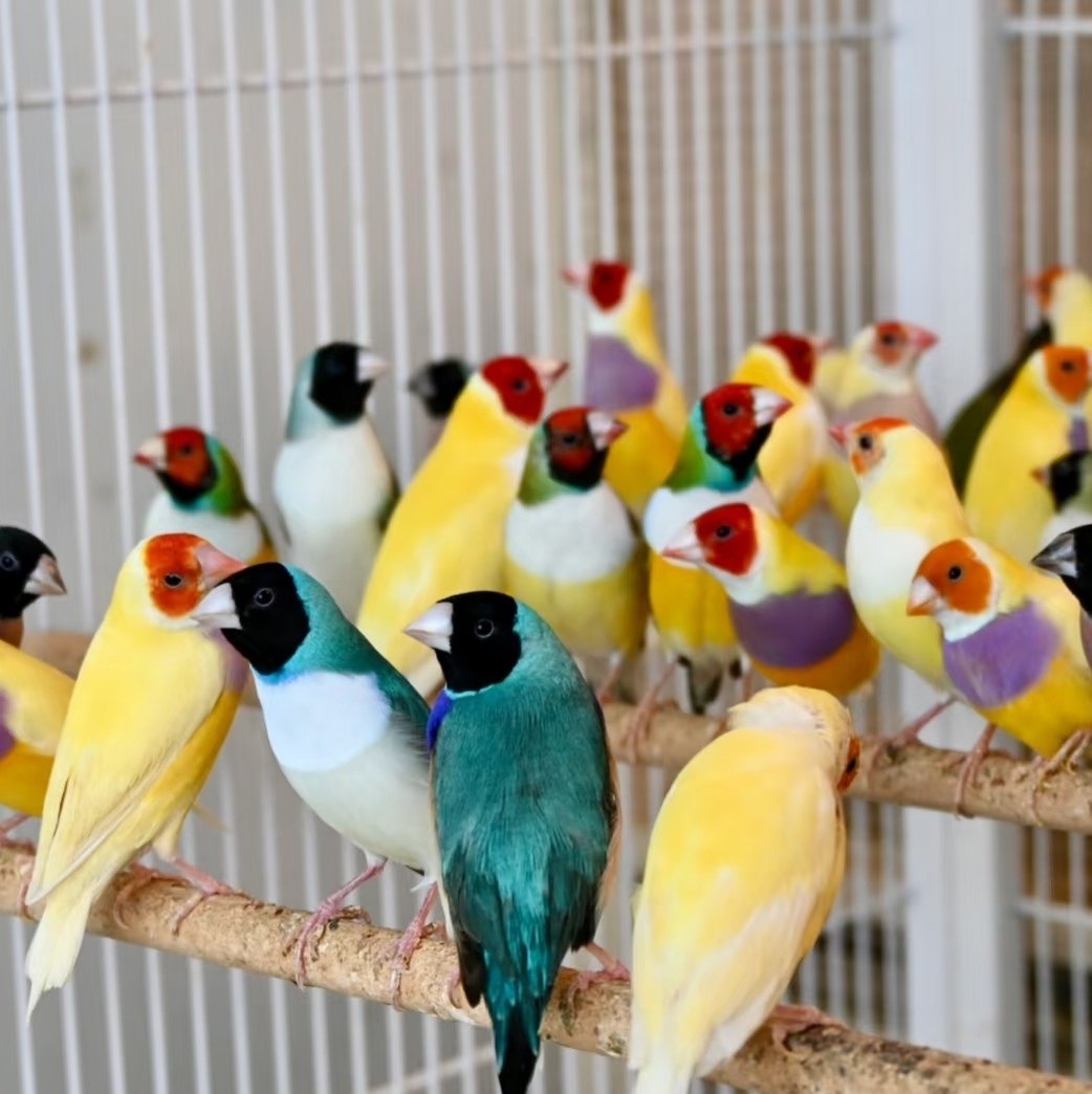 七彩文鸟活鸟幼鸟家养宠物鸟小型鸟青年鸟人工养殖,淘宝优惠券,粉丝福利购,淘宝优惠卷