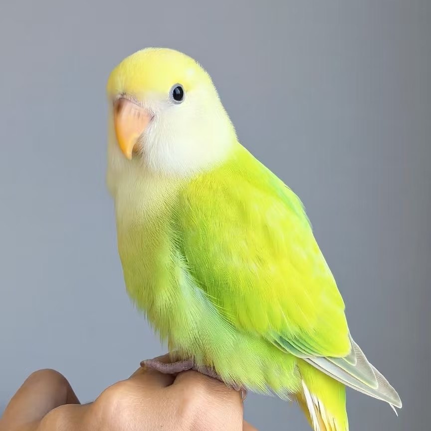 牡丹鹦鹉活鸟招财鸟活物家养宠物鸟幼鸟手养幼鸟小鸟活体鸟,淘宝优惠券,粉丝福利购,淘宝优惠卷