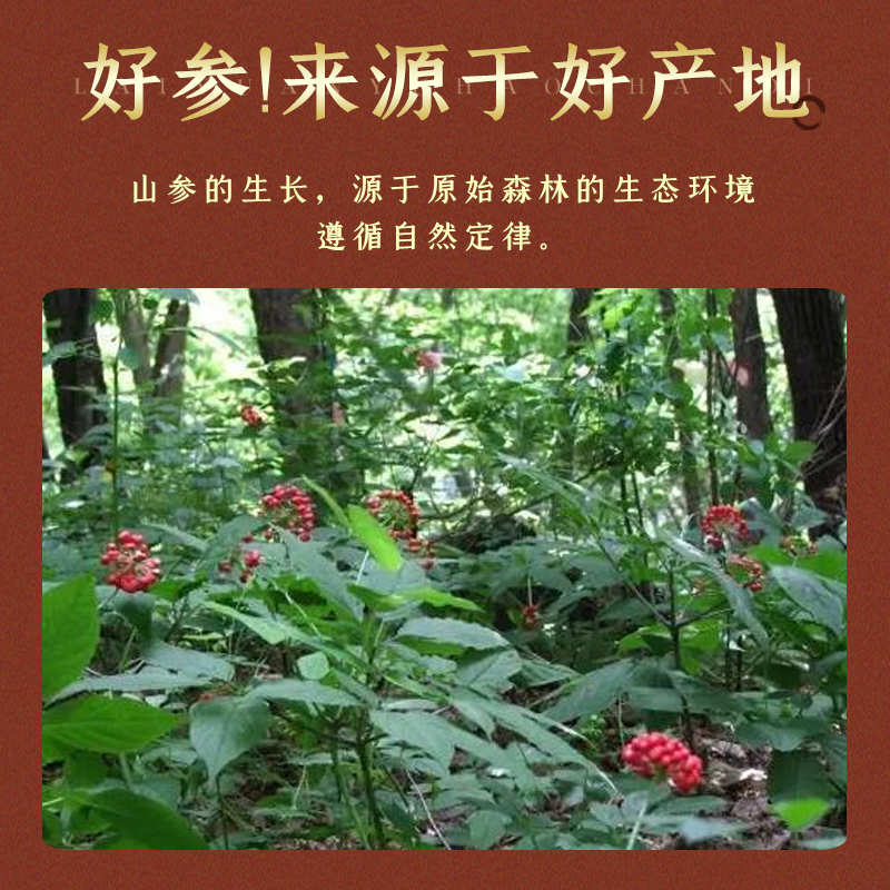 野山参礼盒高档15年正品东北长白山特产新鲜人参林下参移滋补品 - 图0