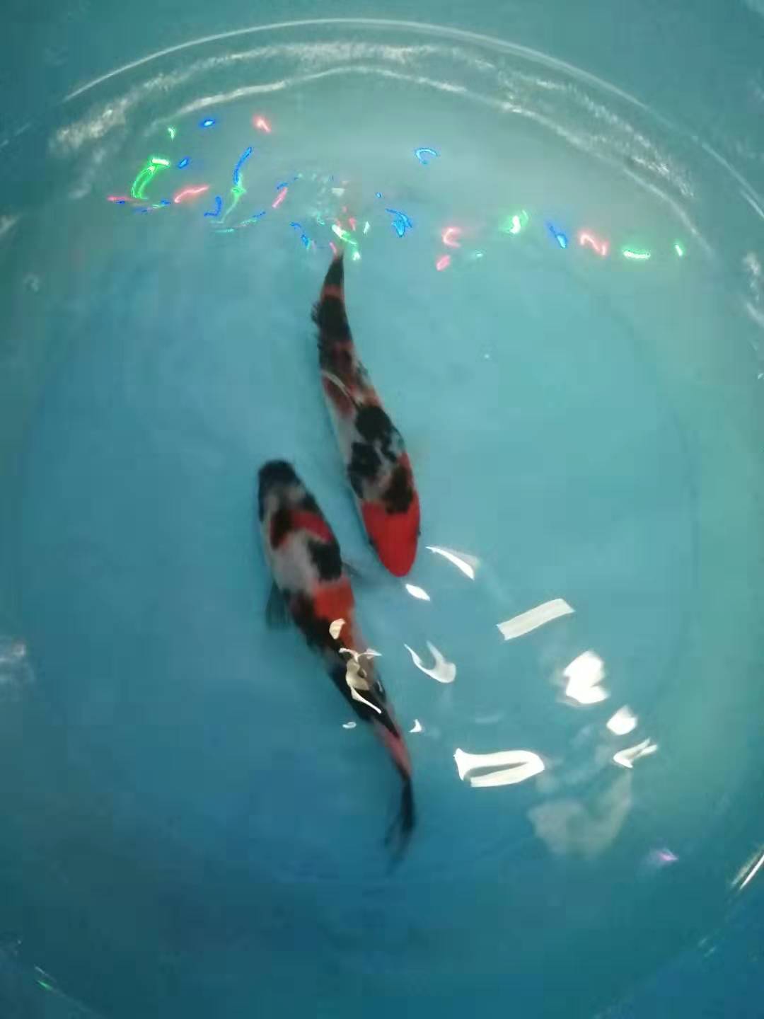 纯种日本大正三色锦鲤活体鱼苗风水鱼大部分地区满19元包邮观赏鱼 - 图2