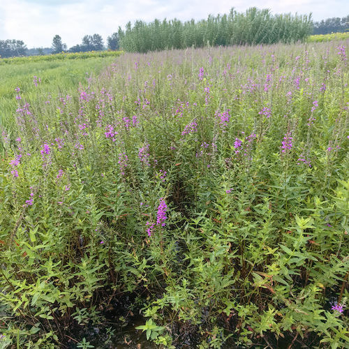 水培水生花卉美人蕉旱伞草水竹再力花黄菖蒲千屈菜苗池塘湿地植物 - 图2