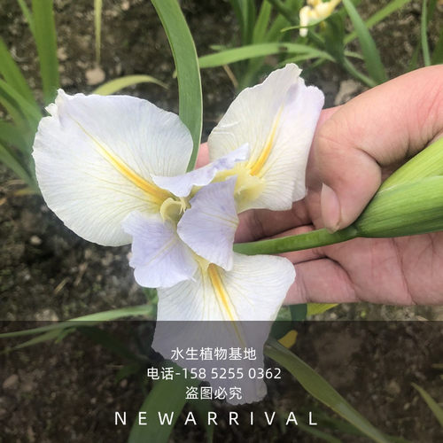 鸢尾花红花鸢尾花苗西伯利亚植物黄菖蒲四季庭院绿植水生植物花卉 - 图2