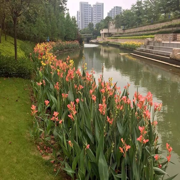 水培水生花卉美人蕉旱伞草水竹再力花黄菖蒲千屈菜苗池塘湿地植物-图1