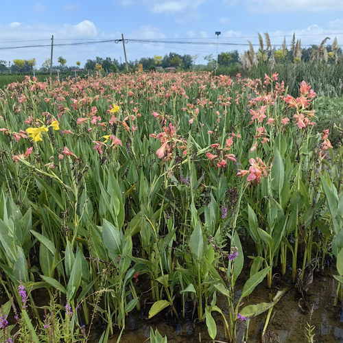 水培水生花卉美人蕉旱伞草水竹再力花黄菖蒲千屈菜苗池塘湿地植物 - 图1