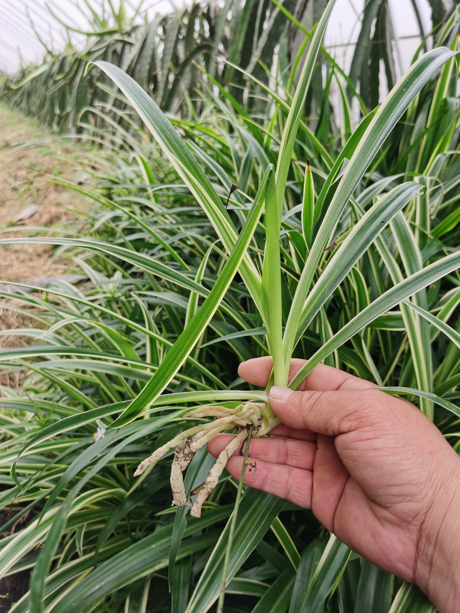 金边吊兰植物室内好养花卉盆栽吸除去甲醛桌面小绿植水养水培垂吊 - 图0